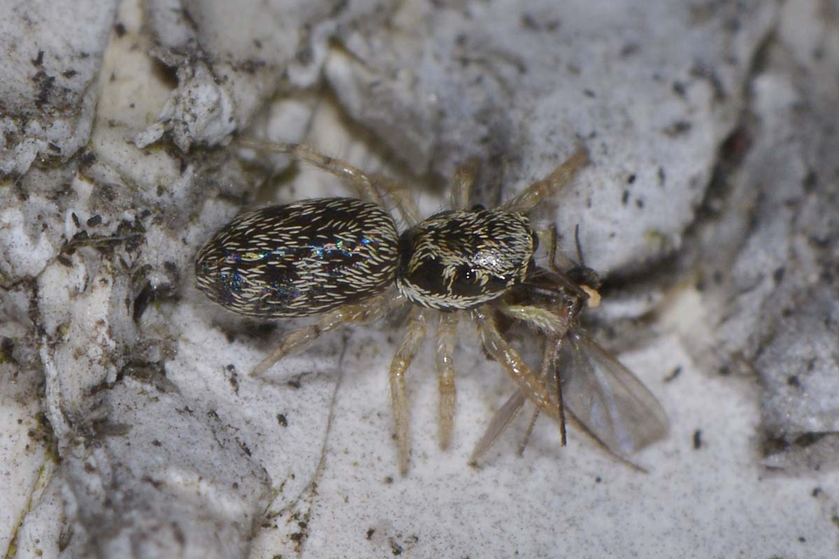 Salticus sp. - Monte Cuneo, Avigliana (TO)